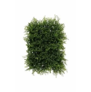 Boltze művirág Grass
