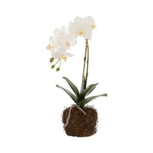 J-Line művirág Orchid In Soil